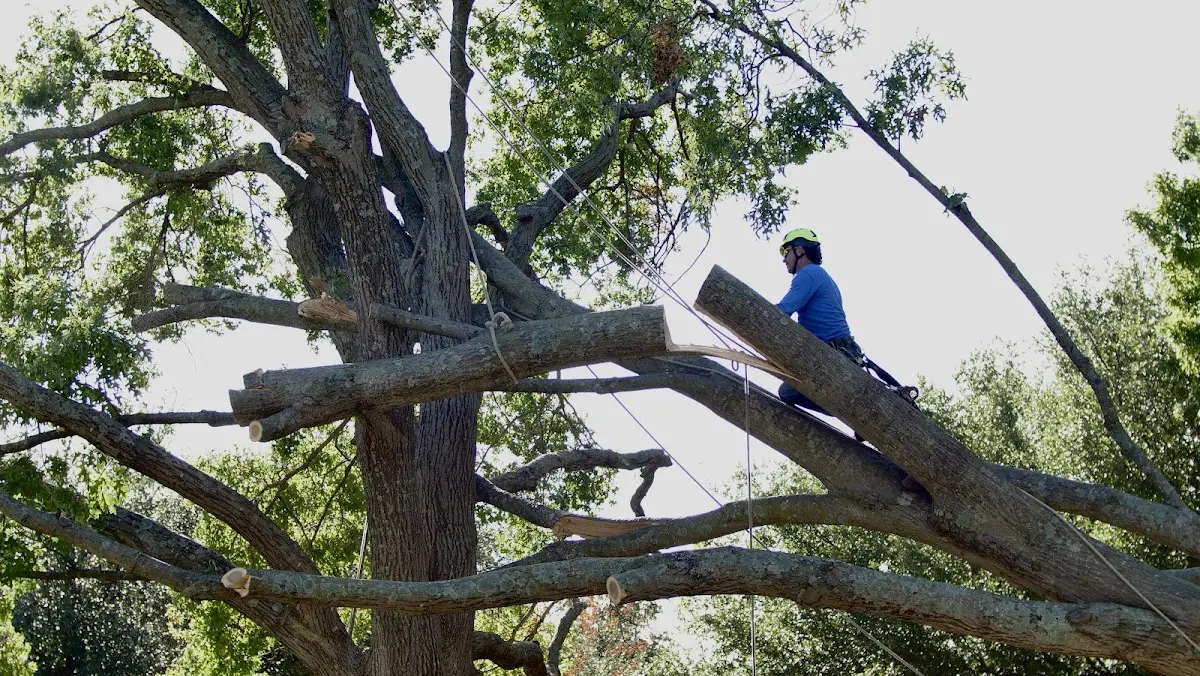 Professional Crown Thinning performed by certified arborists in Dekalb